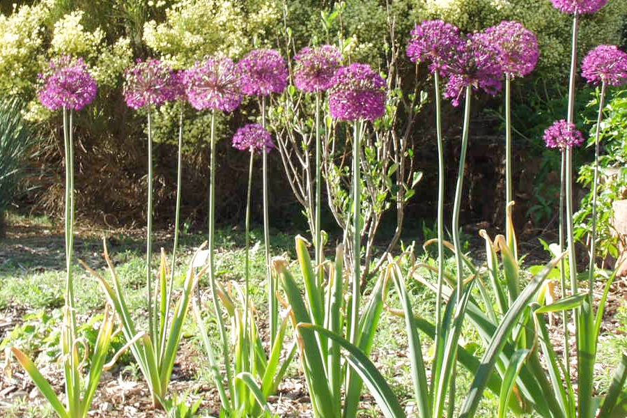 Purple Sensation Allium